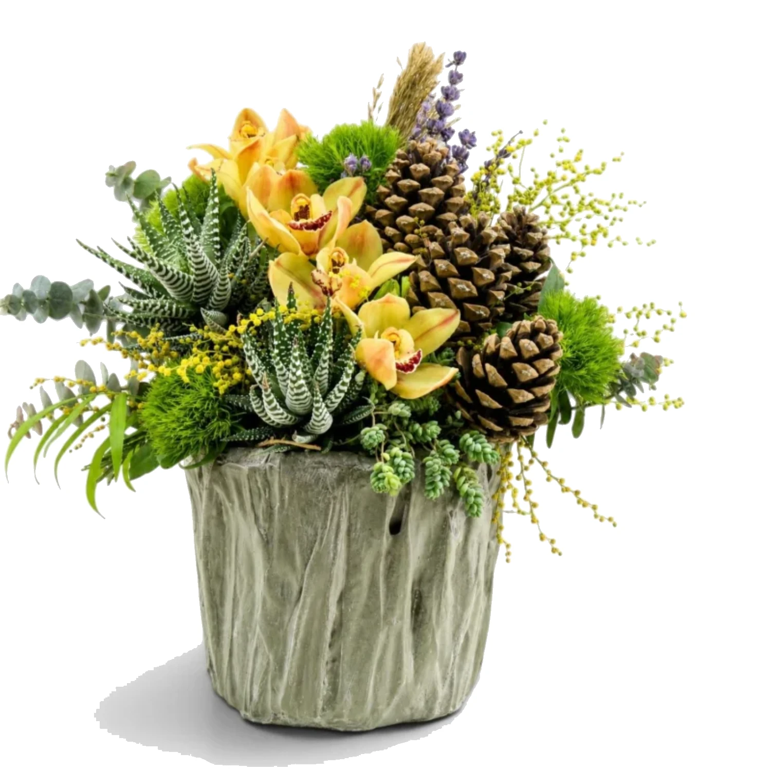Cymbidium ve Sukulent Aranjmanı