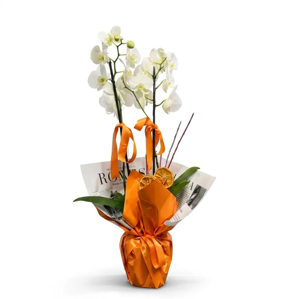 Prestige Beyaz Orkide