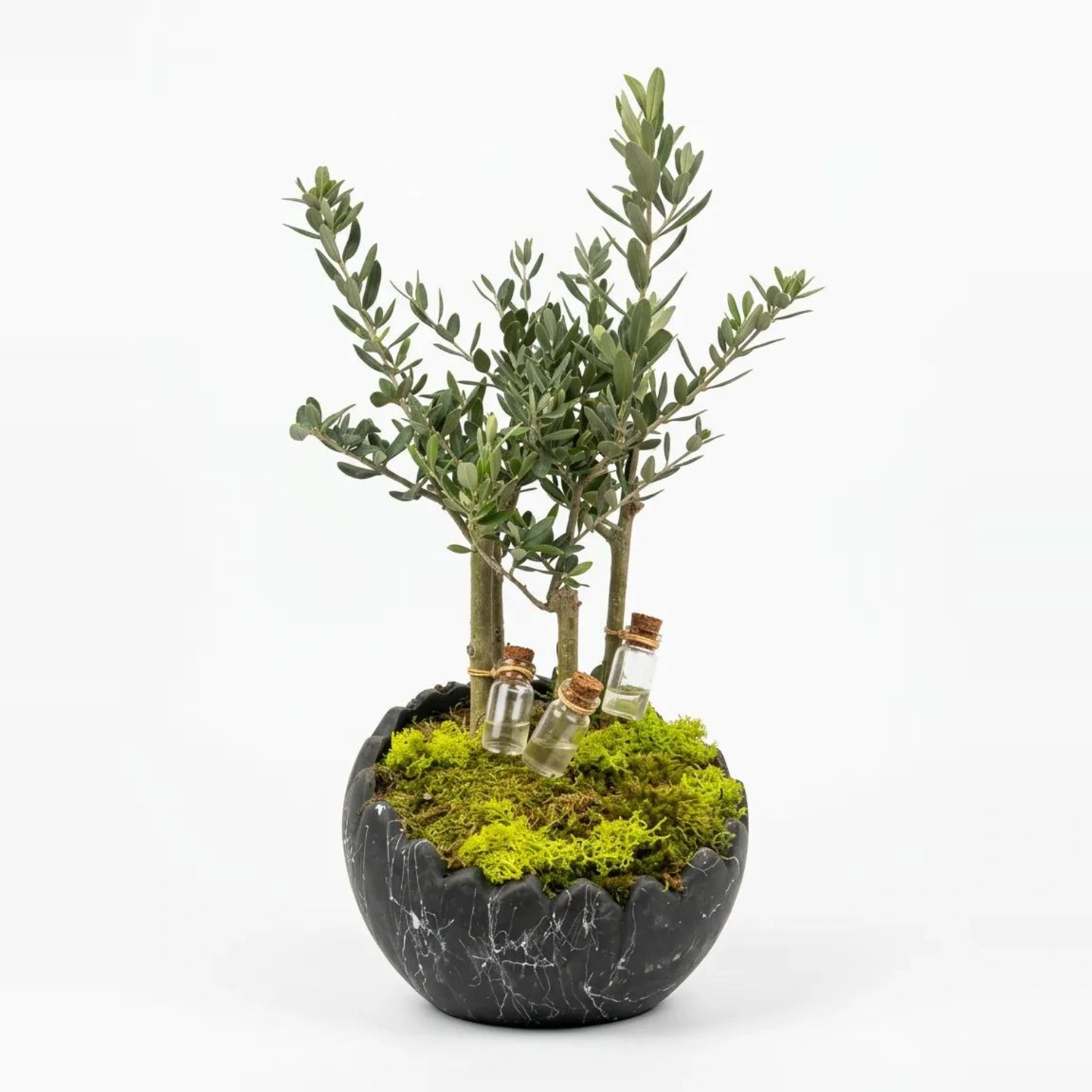 Galina Zeytin Bonsai Mermer Saksıda