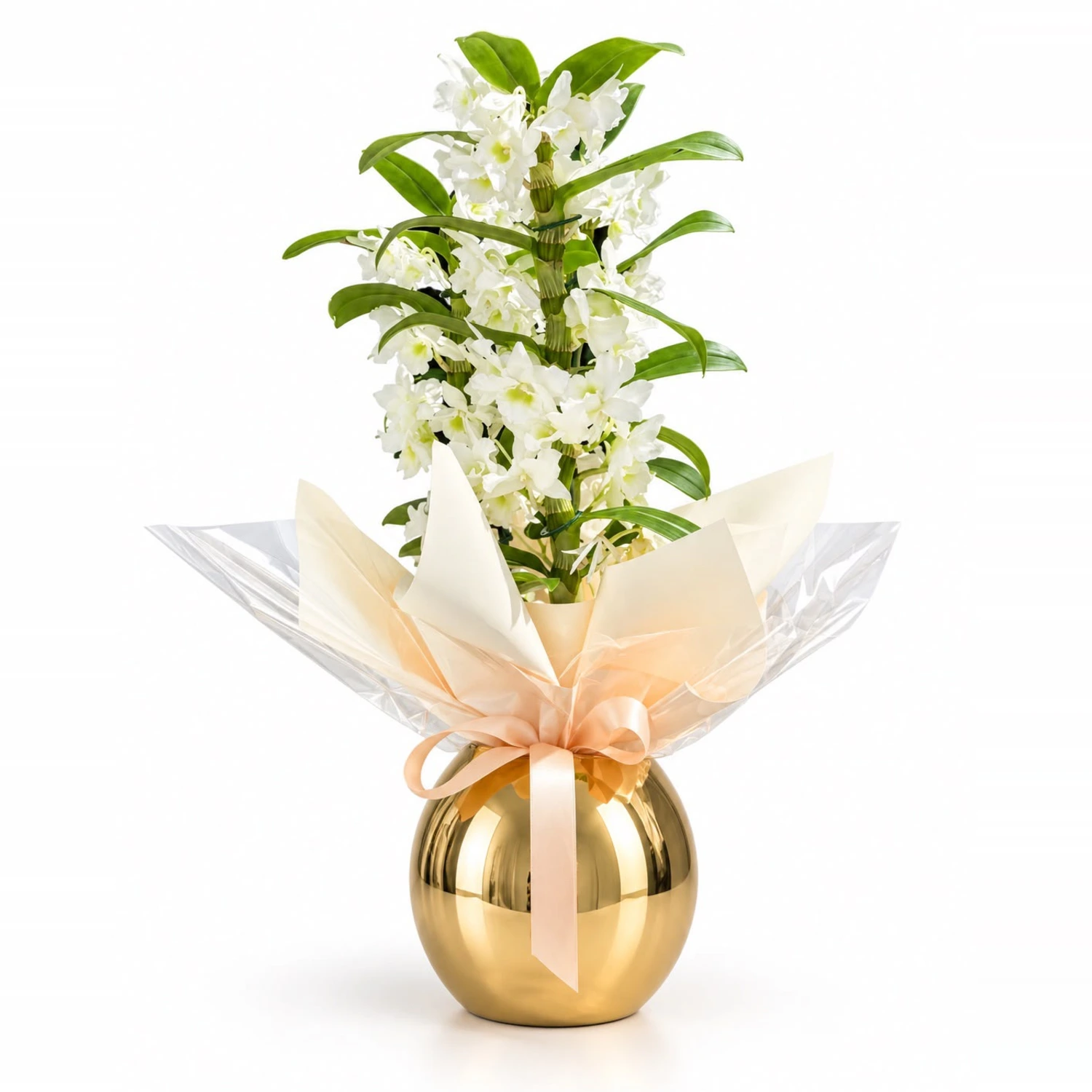 Ramona Beyaz Dendrobium Orkide Altın Saksı