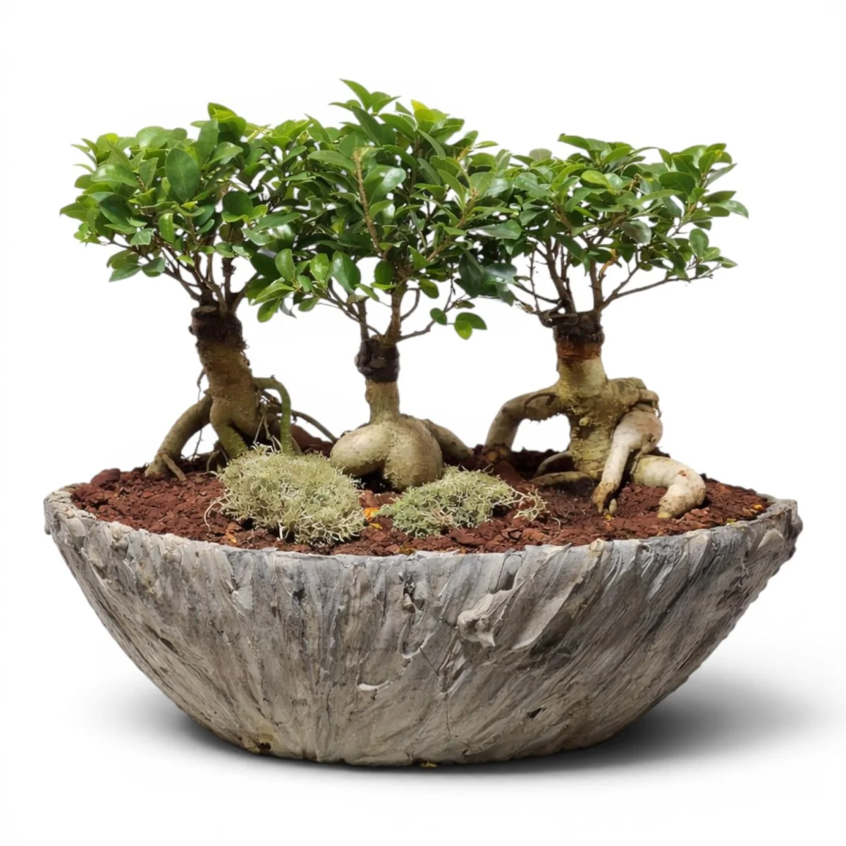Tasarım Beton Saksıda Ficus Ginseng