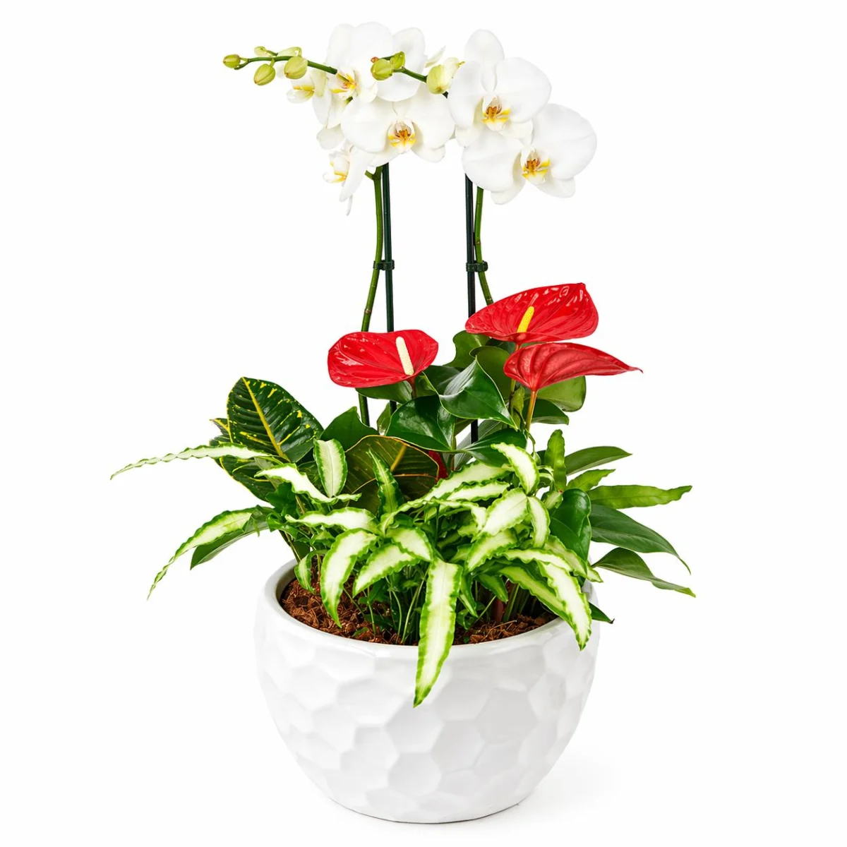 Vazoda Orkide ve Anthurium Aranjmanı
