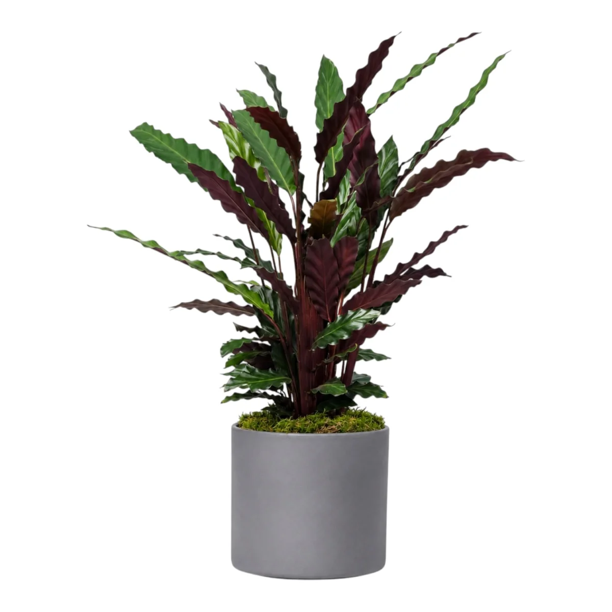 Calathea Dua Çiçeği Saksı Bitkisi