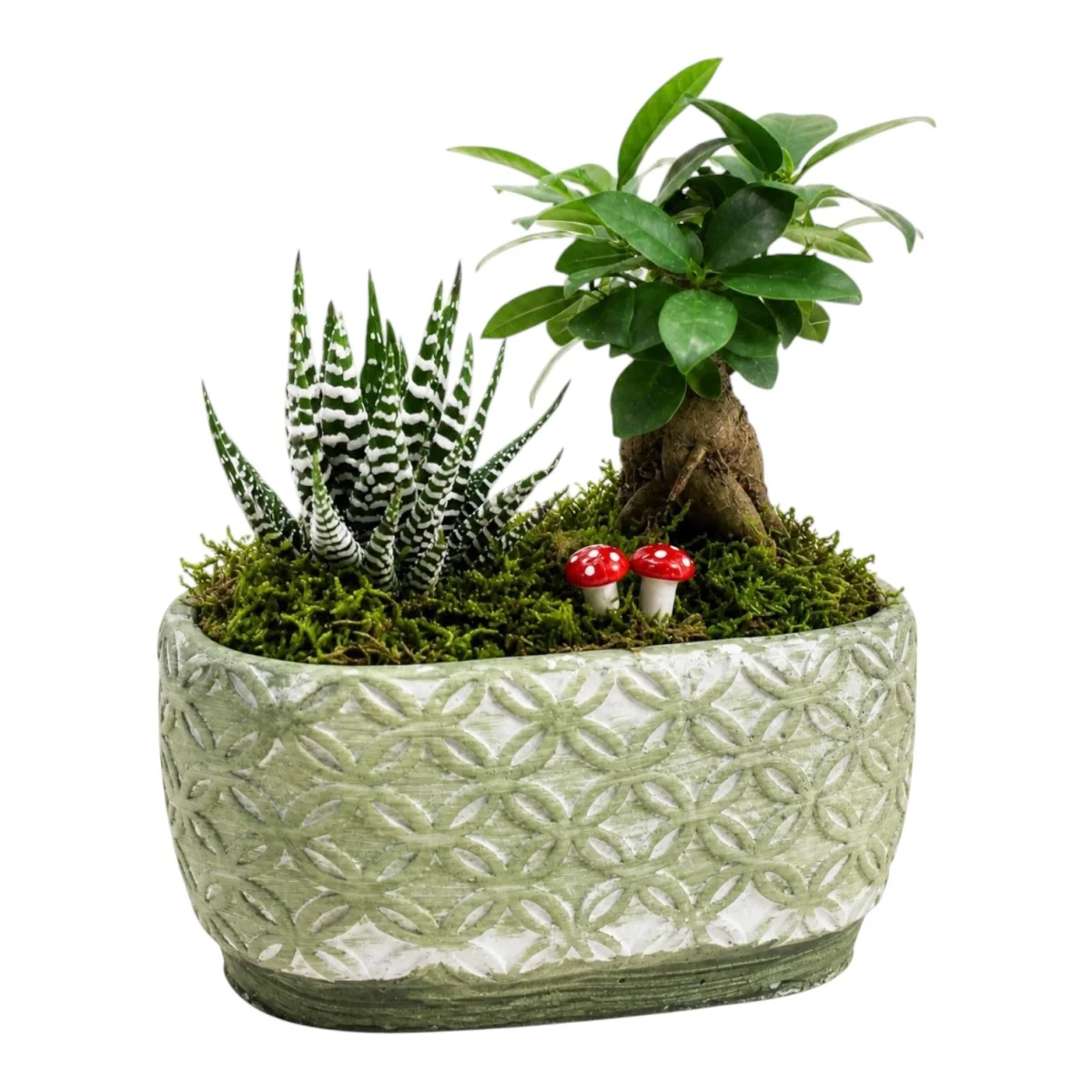 Mini Bonsai ve Sukulent