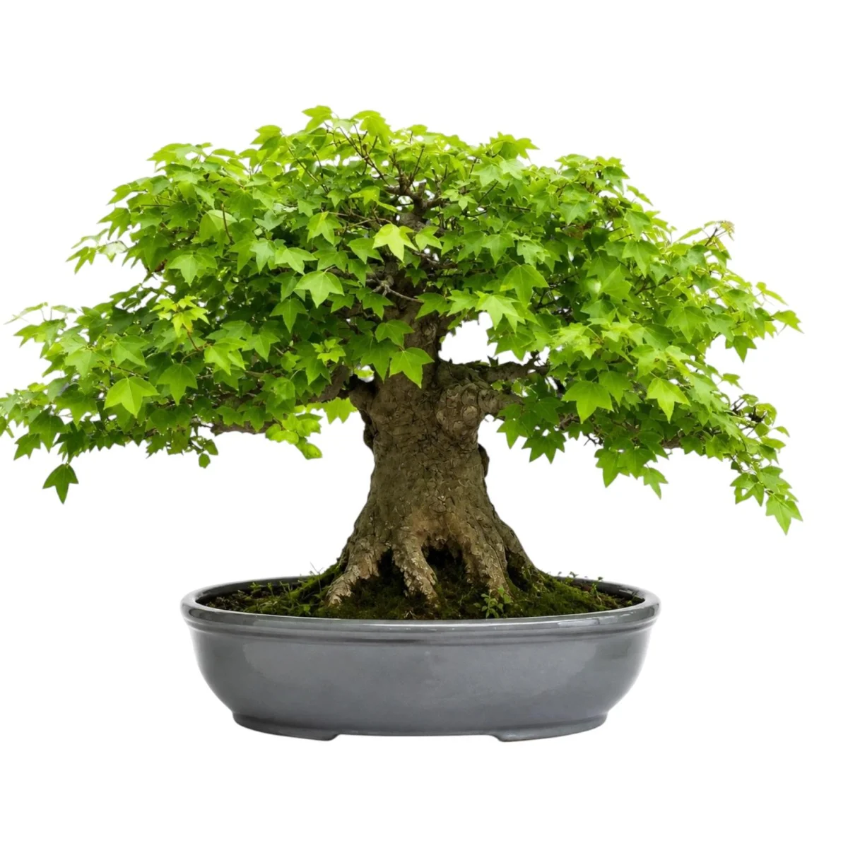 Çınar Yapraklı Bonsai