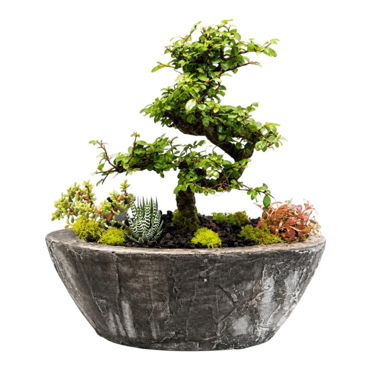 Akçaağaç Bonsai
