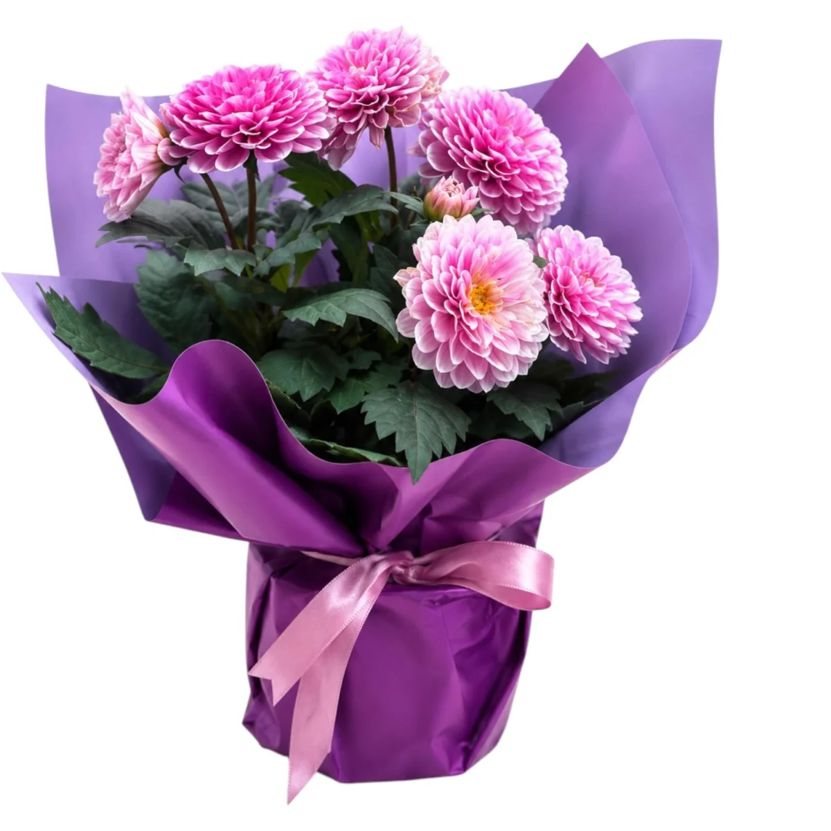 Sofia Floral Collection