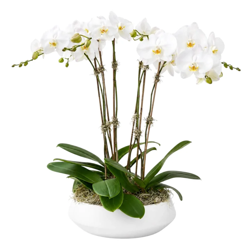 Beyaz Orkide Premium Phalaenopsis Saksı Aranjmanı