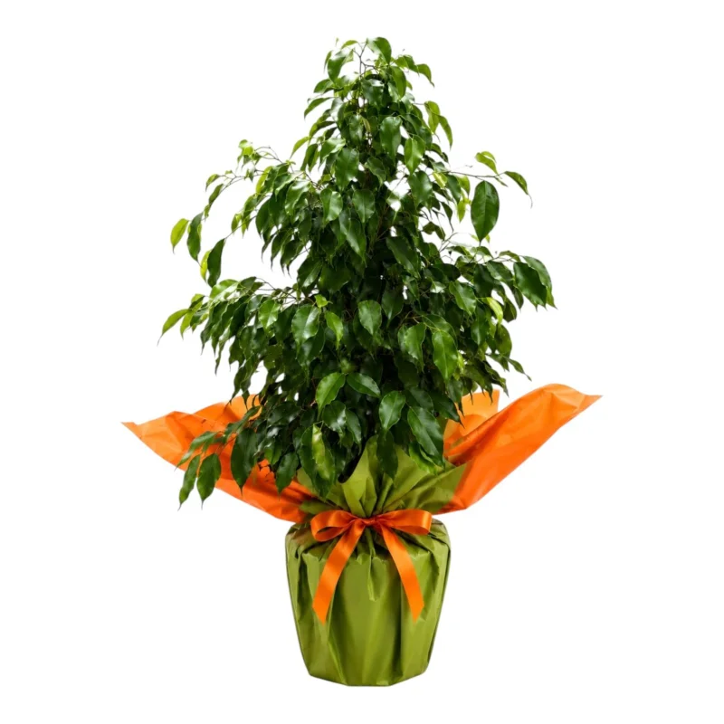 Canlı Benjamin Ağacı (Ficus Benjamina