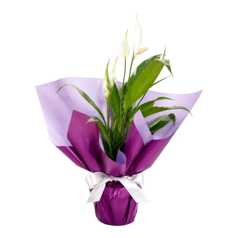 Canlı Barış Çiçeği (Spathiphyllum)