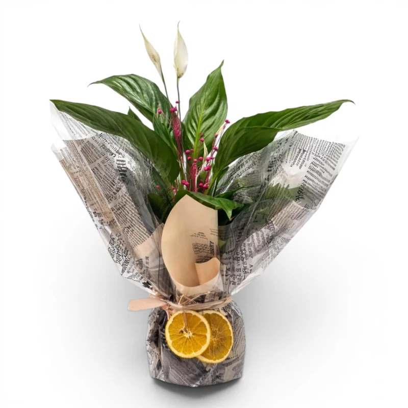 Canlı Barış Çiçeği (Spathiphyllum)