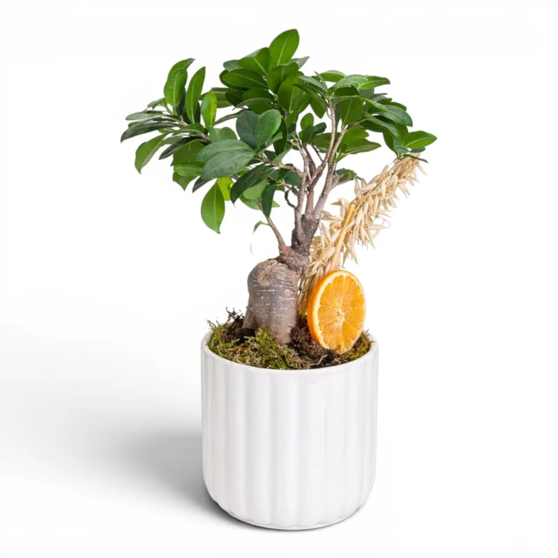 Ficus Ginseng Bonsai (Beyaz Seramik Saksıda)