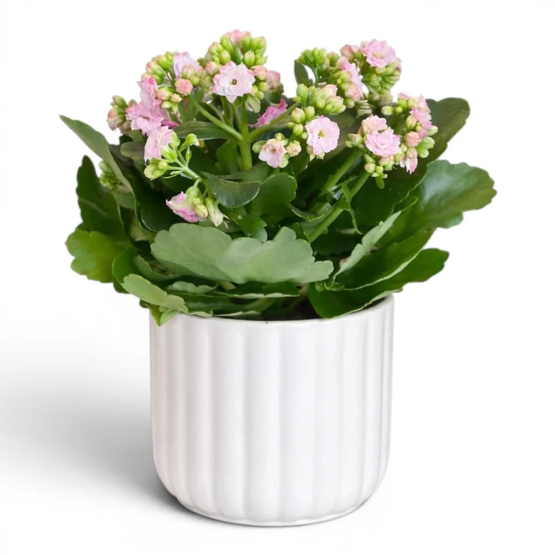 Pembe Kalanchoe (Beyaz Seramik Saksıda)