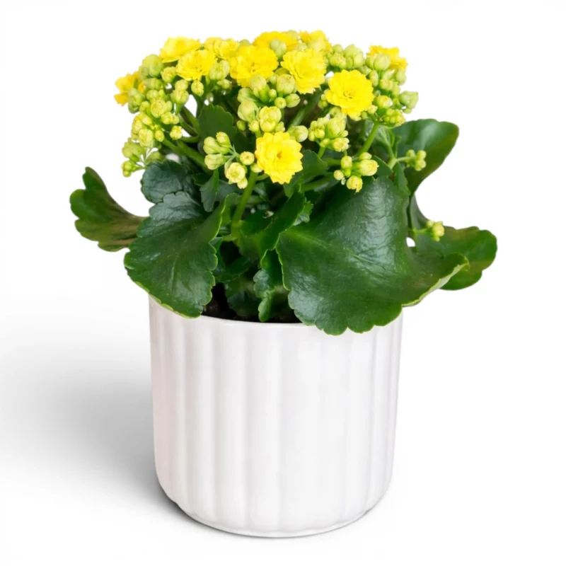 Sarı Kalanchoe (Beyaz Seramik Saksıda)