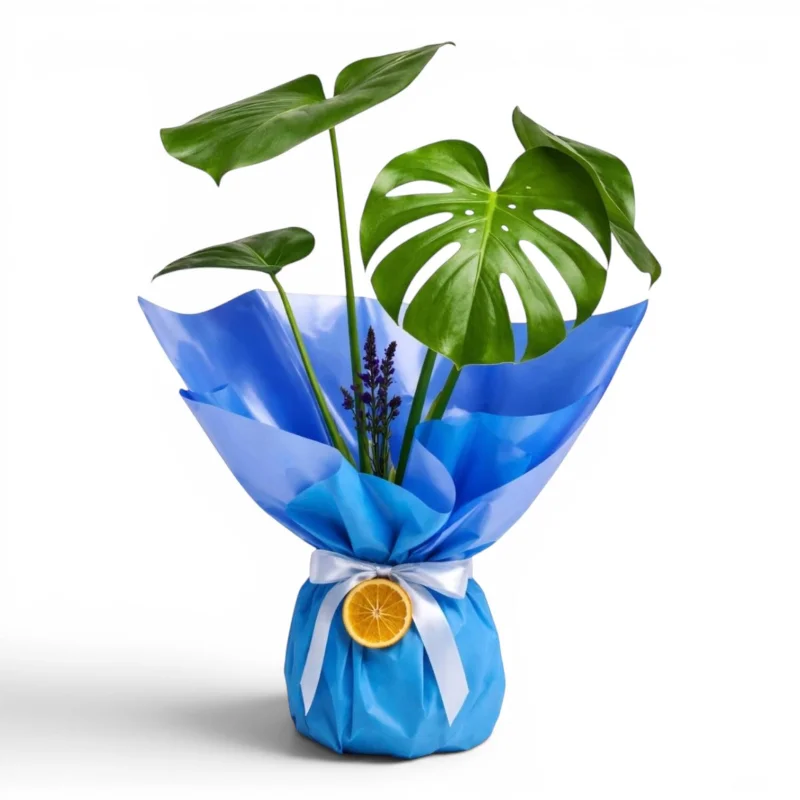 Mavi Ambalajlı Deve Tabanı (Monstera) Bitkisi