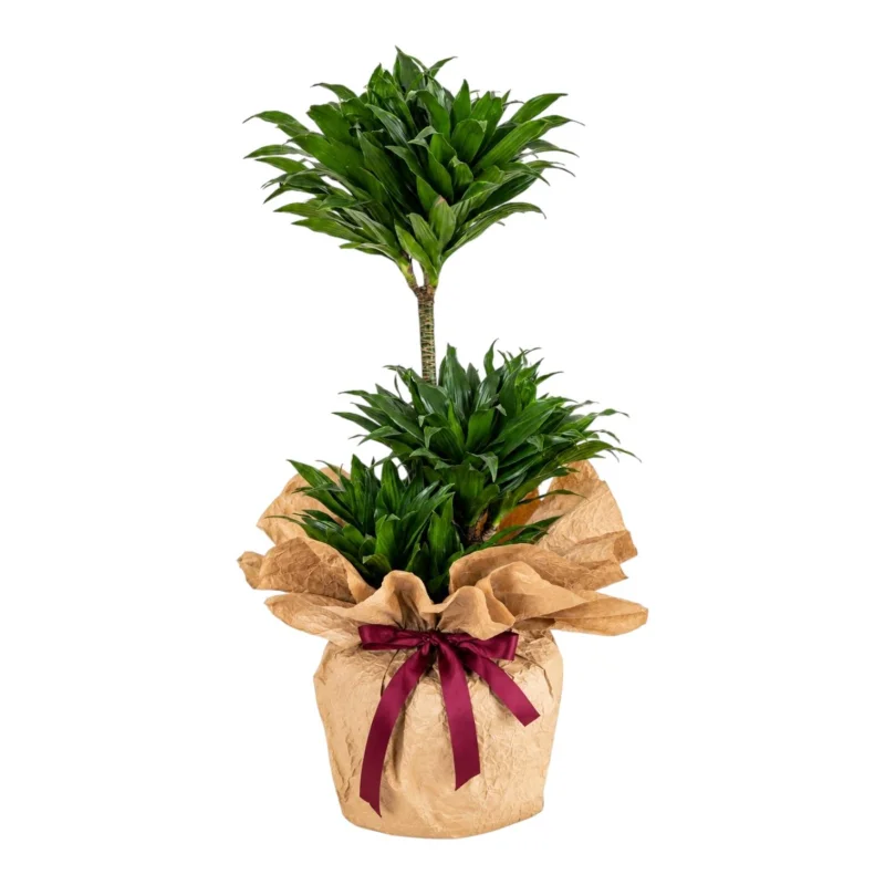 Çok Gövdeli Dracaena Compacta Saksı Bitkisi