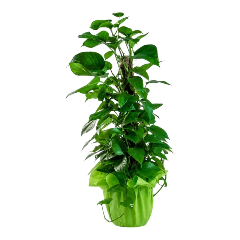 Yosun Destekli Salon Sarmaşığı (Pothos) Saksı Bitkisi