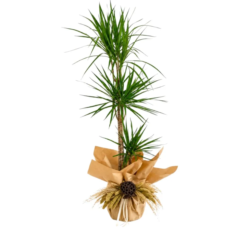 Çok Gövdeli Dracaena Marginata