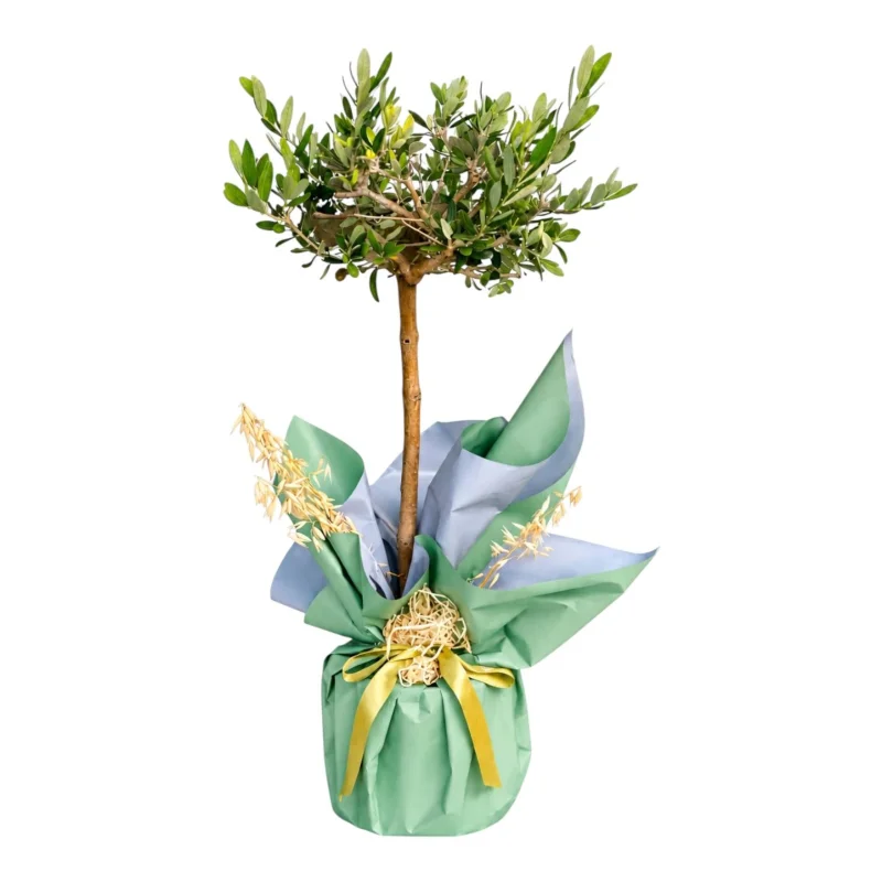 Ege Esintisi – Premium Zeytin Ağacı (Olive Tree)